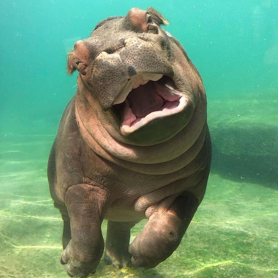 Charming woman - hippopotamus, Bathing, Milota, Bathing