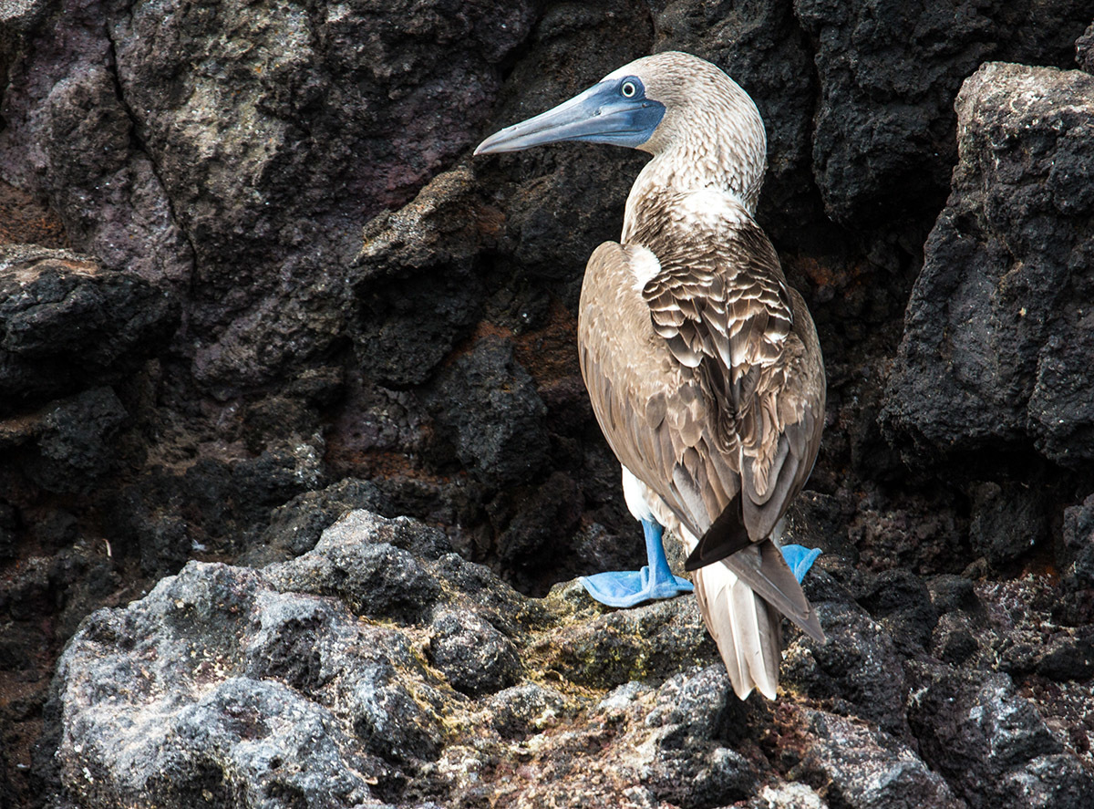 Galapagos. - My, Galapagos Islands, Sea, Snorkeling, Travels, Longpost