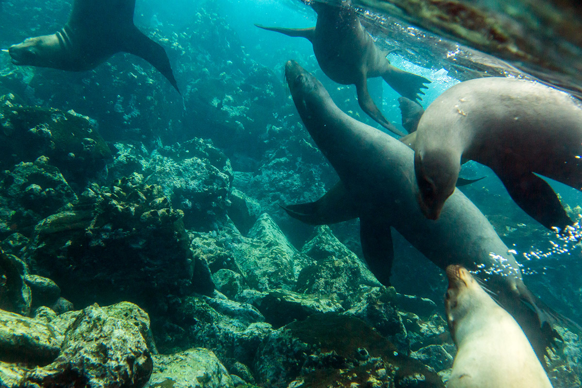 Galapagos. - My, Galapagos Islands, Sea, Snorkeling, Travels, Longpost