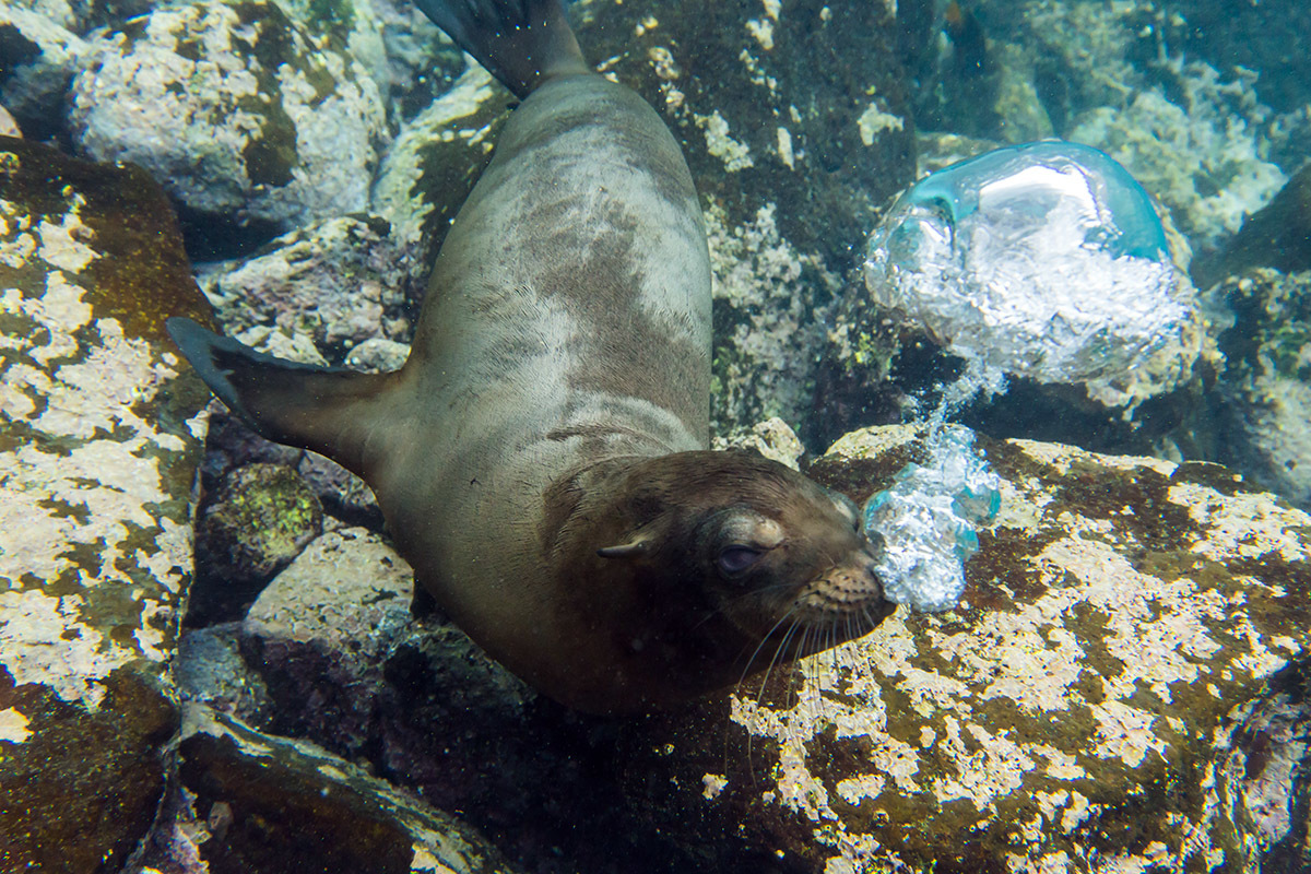 Galapagos. - My, Galapagos Islands, Sea, Snorkeling, Travels, Longpost