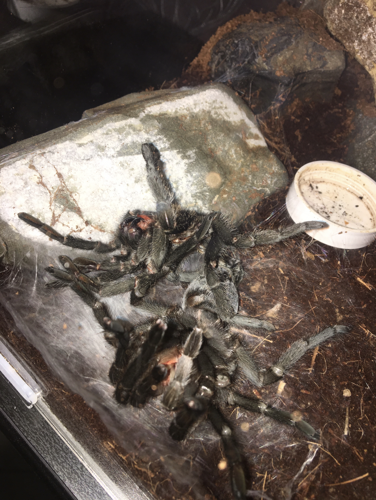 My Spiders - My, Bird spiders, Spider, Arachnophobia, Humor, Grammostola, Literature, Video, Longpost