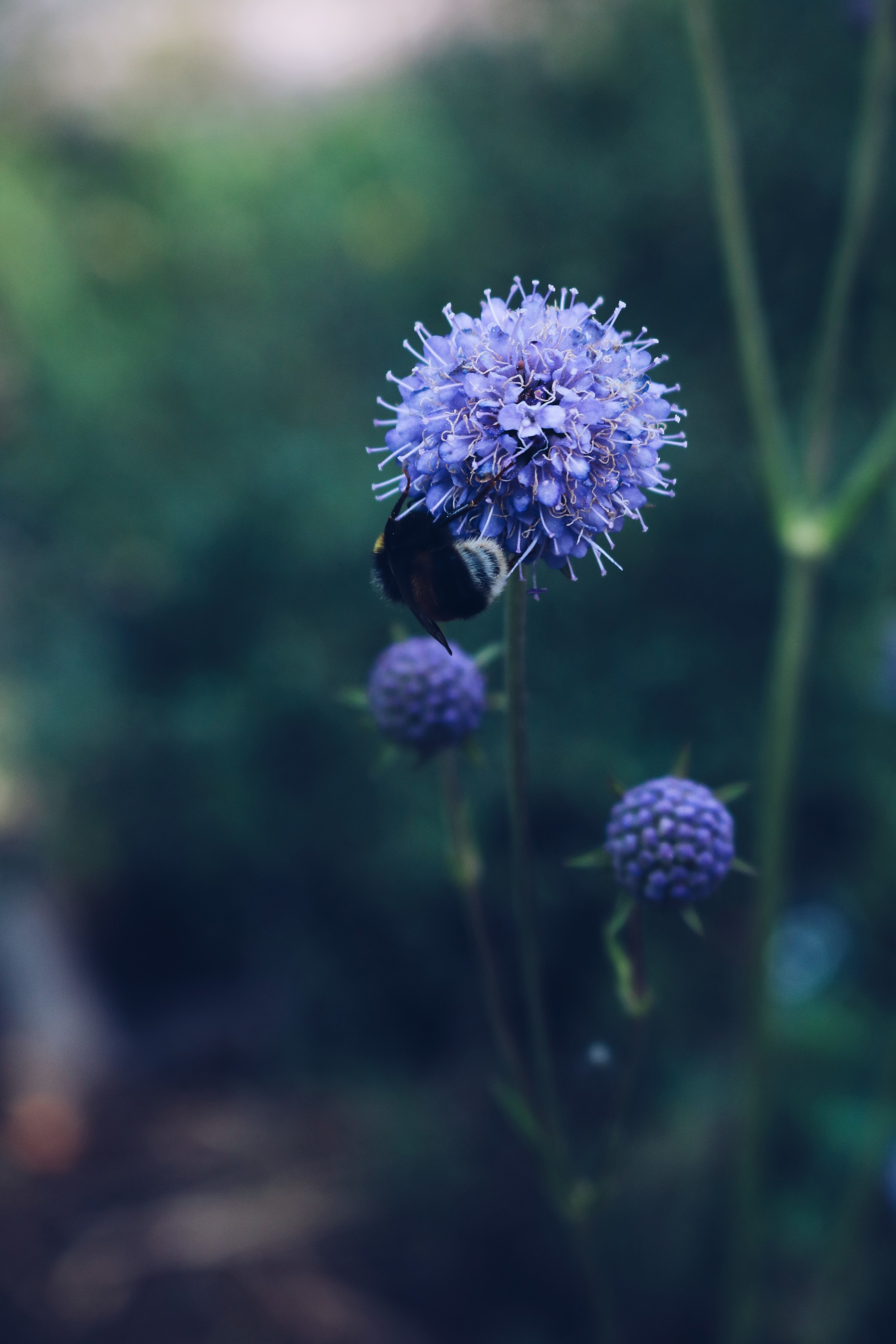 Botanical Garden Stars - My, Flowers, Botanical Garden, The photo, Longpost