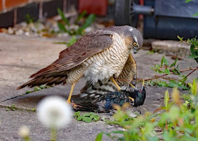 You looked in the wrong city pendeho - Art, Birds, Cowboys, Sheriff, Hawk, Falcon