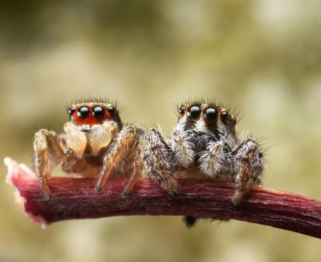 Universal cuteness post: s - Spider, Milota, Longpost, Macro photography