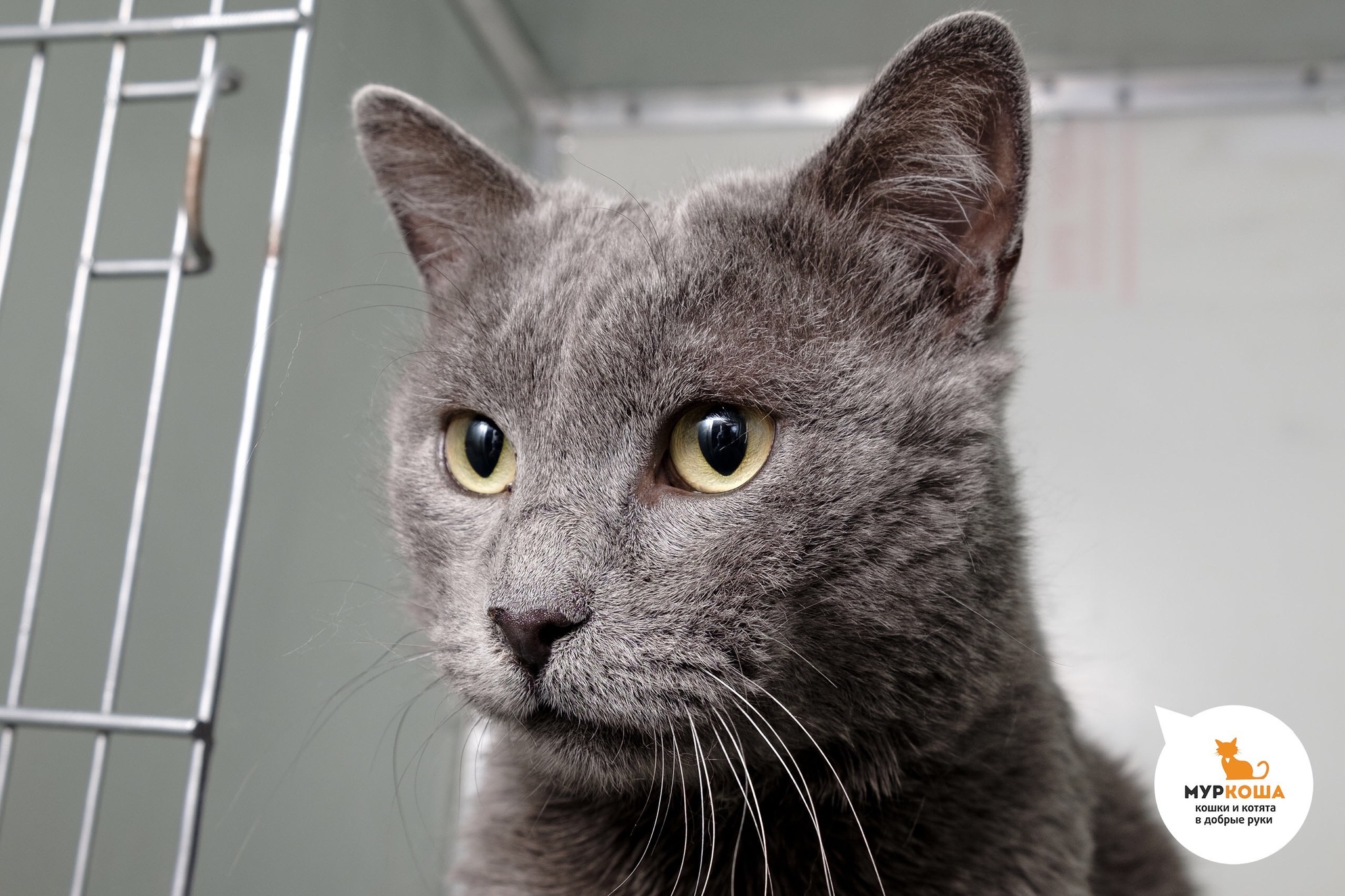 The story of Kathos or how a domestic cat ended up on the street and has been looking for a home for almost a year. - My, Moscow, In good hands, Looking for a home, Catomafia, Moscow region, Russian blue, No rating, Longpost, cat