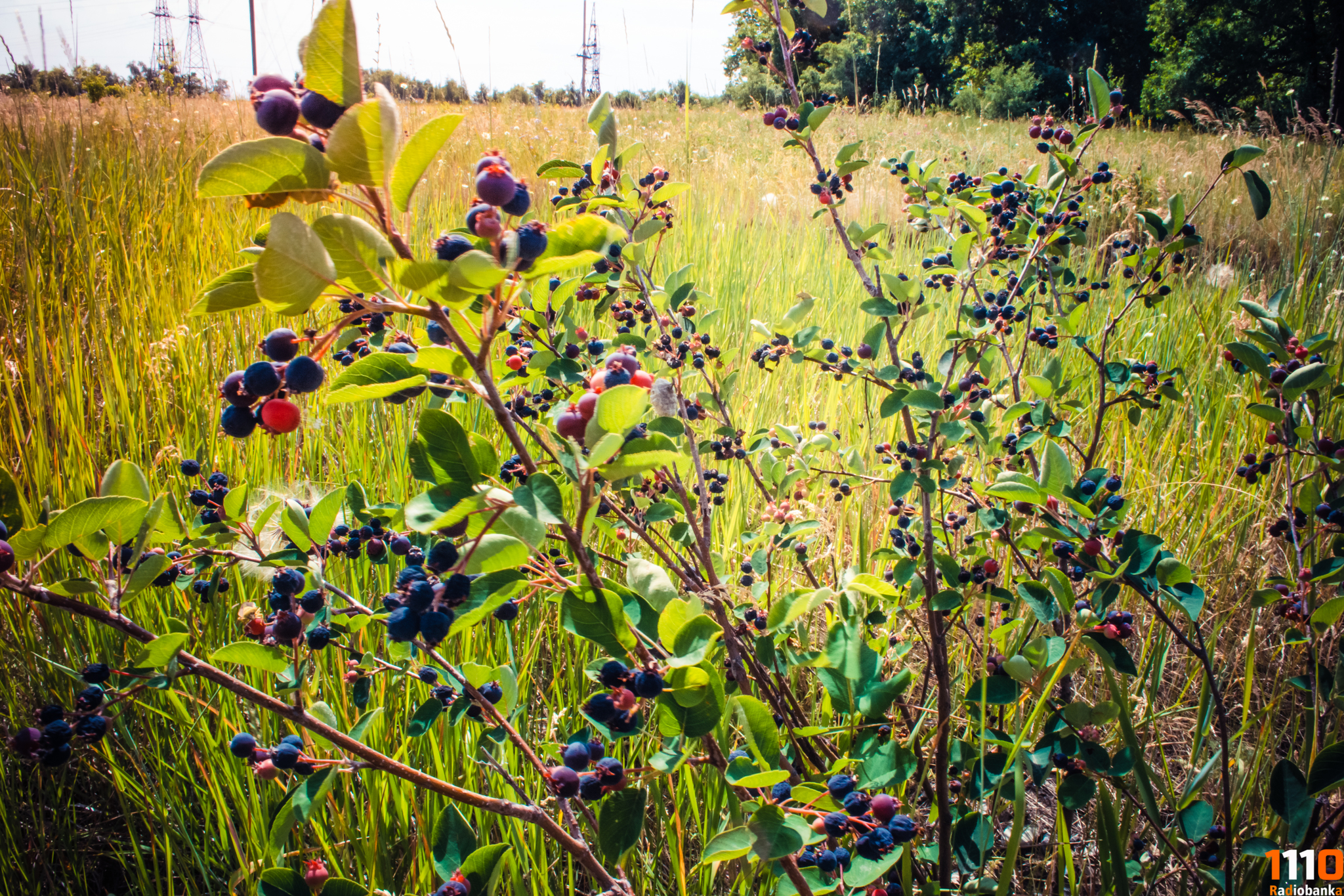 My photos from cycling Kolotov Buerak - Burkin Buerak, Saratov 25.06.2019 - My, Saratov, A bike, The photo, Nikon d3100, Lightroom, Video, Longpost