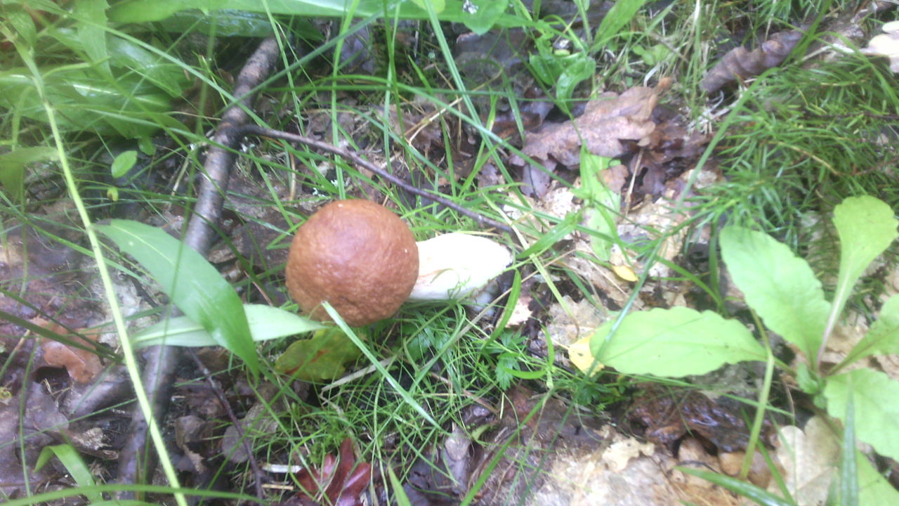 Silent hunt for redheads - My, Mushrooms, Boletus, Mushroom season, Longpost