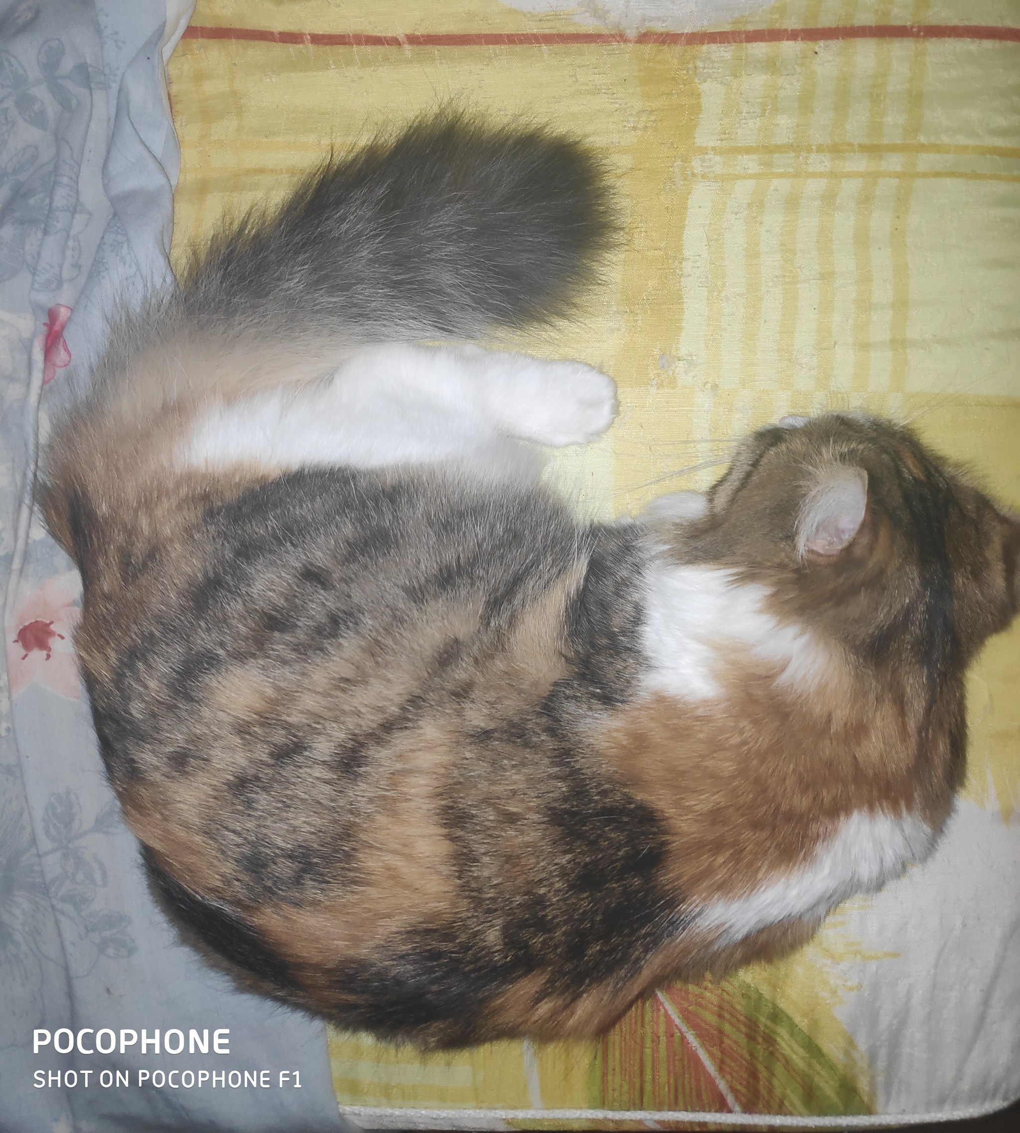 A cat named Cat, part two. - My, Tricolor cat, Nine lives, Catomafia, Mat, Longpost, cat