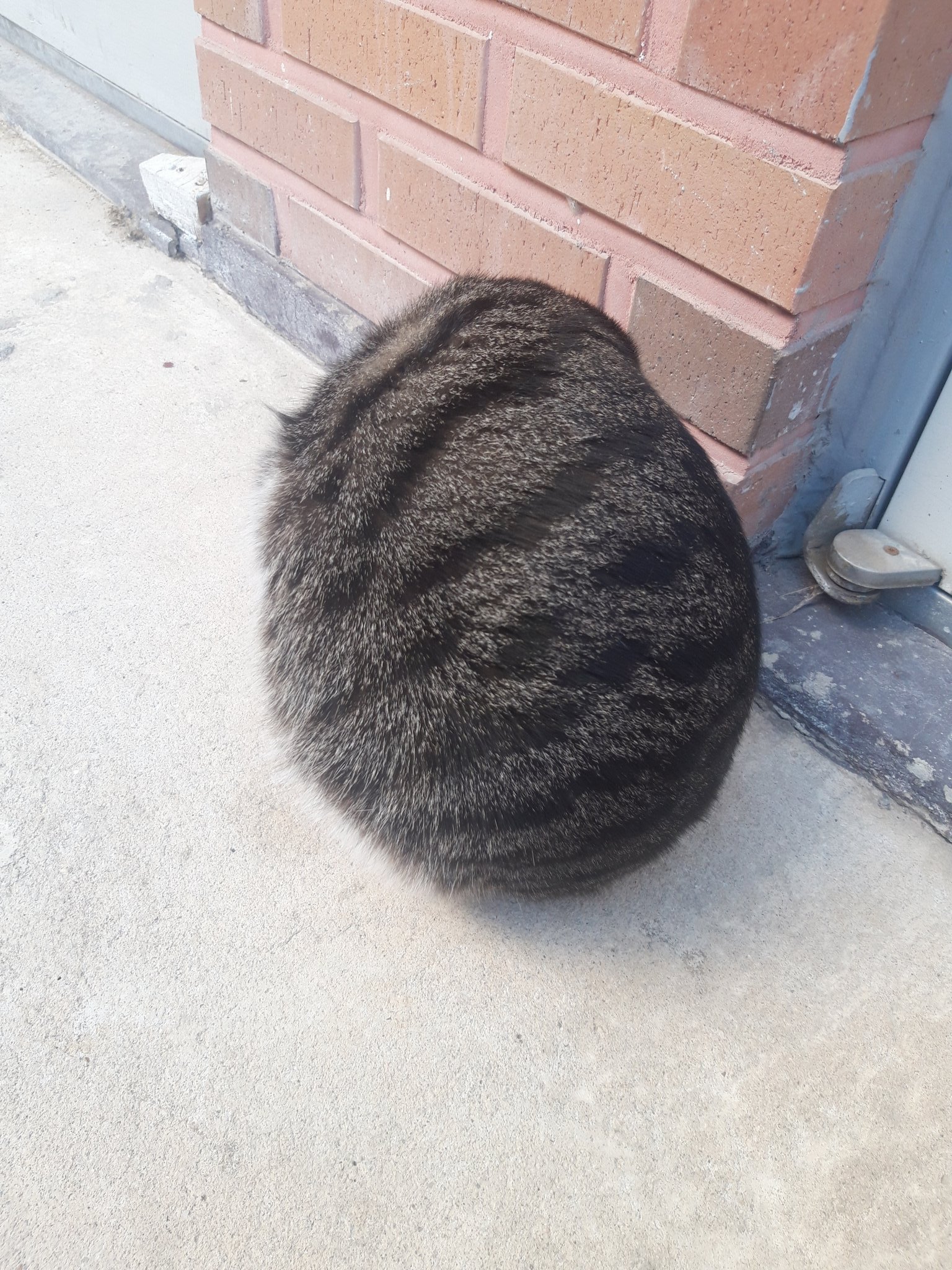 Khaki ball... - cat, Spherical