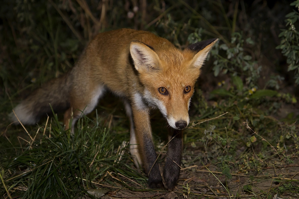 Foxes of Moscow - Fox, The photo, Moscow, Longpost