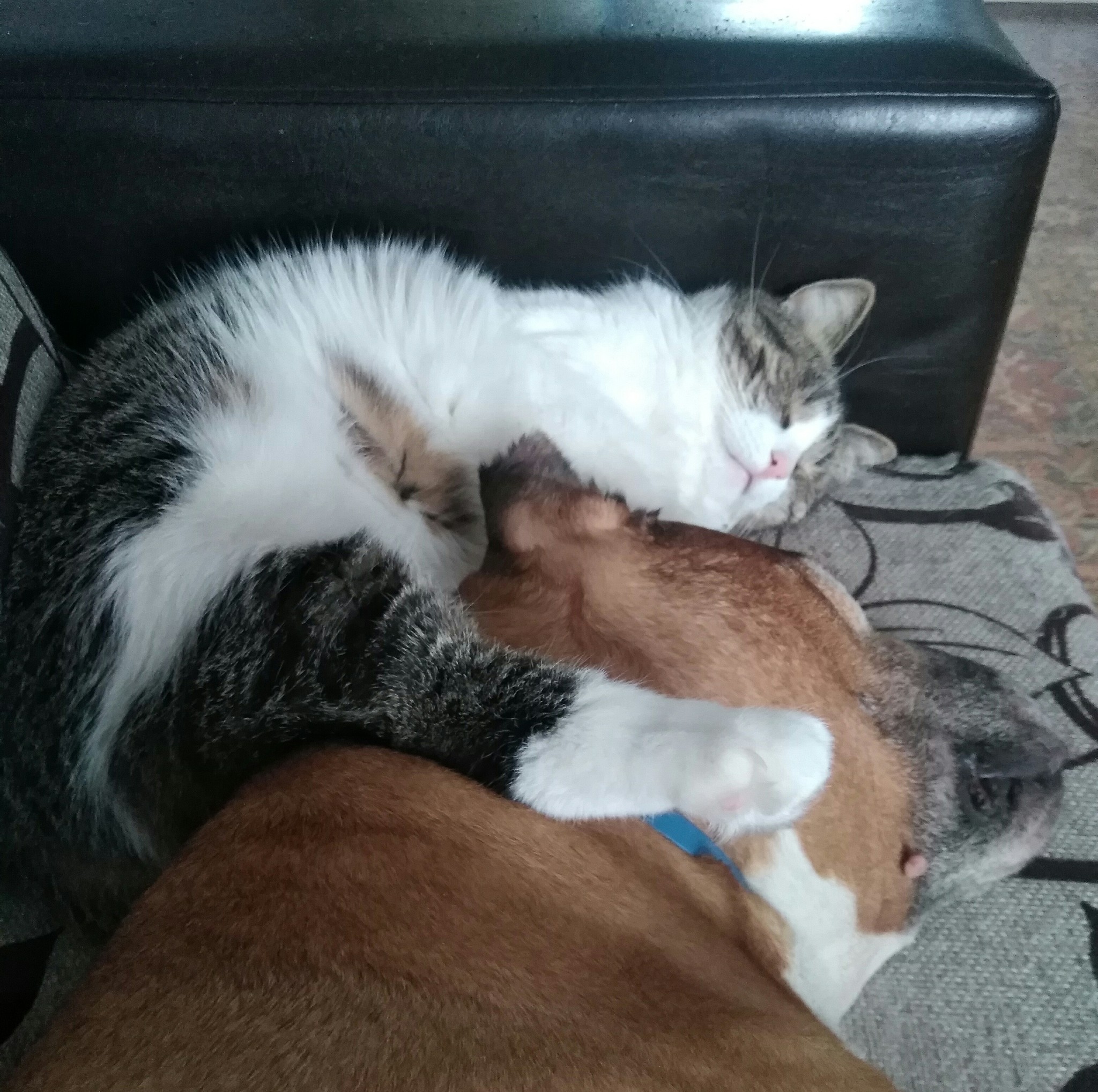 Afternoon nap - My, cat, Dog, Pets, Milota, Dream, Longpost