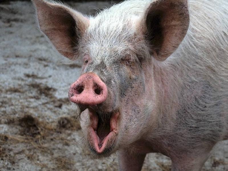 A pig named Mike stole a police car and tried to cross the border in it at night - My, news, Pig, Car theft