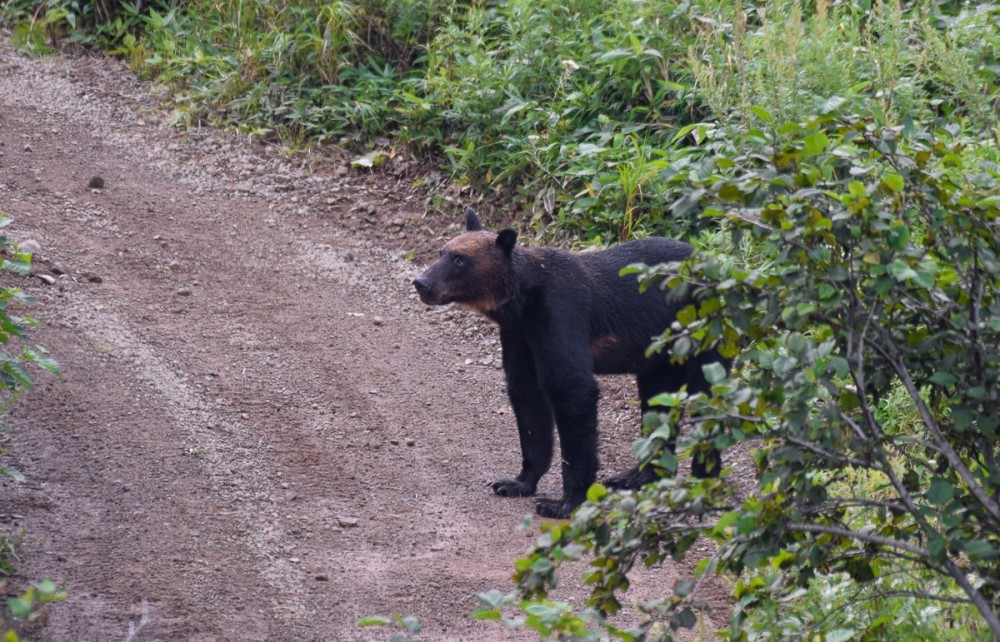 Snow White and Baby - The Bears, The photo, Artur Murzakhanov, Photostory, Longpost