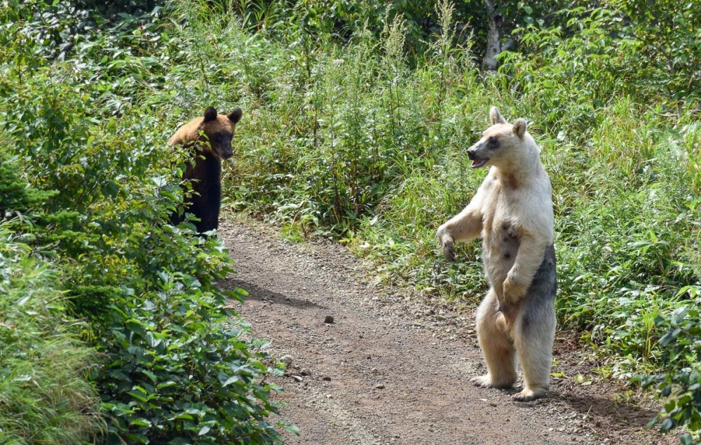 Snow White and Baby - The Bears, The photo, Artur Murzakhanov, Photostory, Longpost