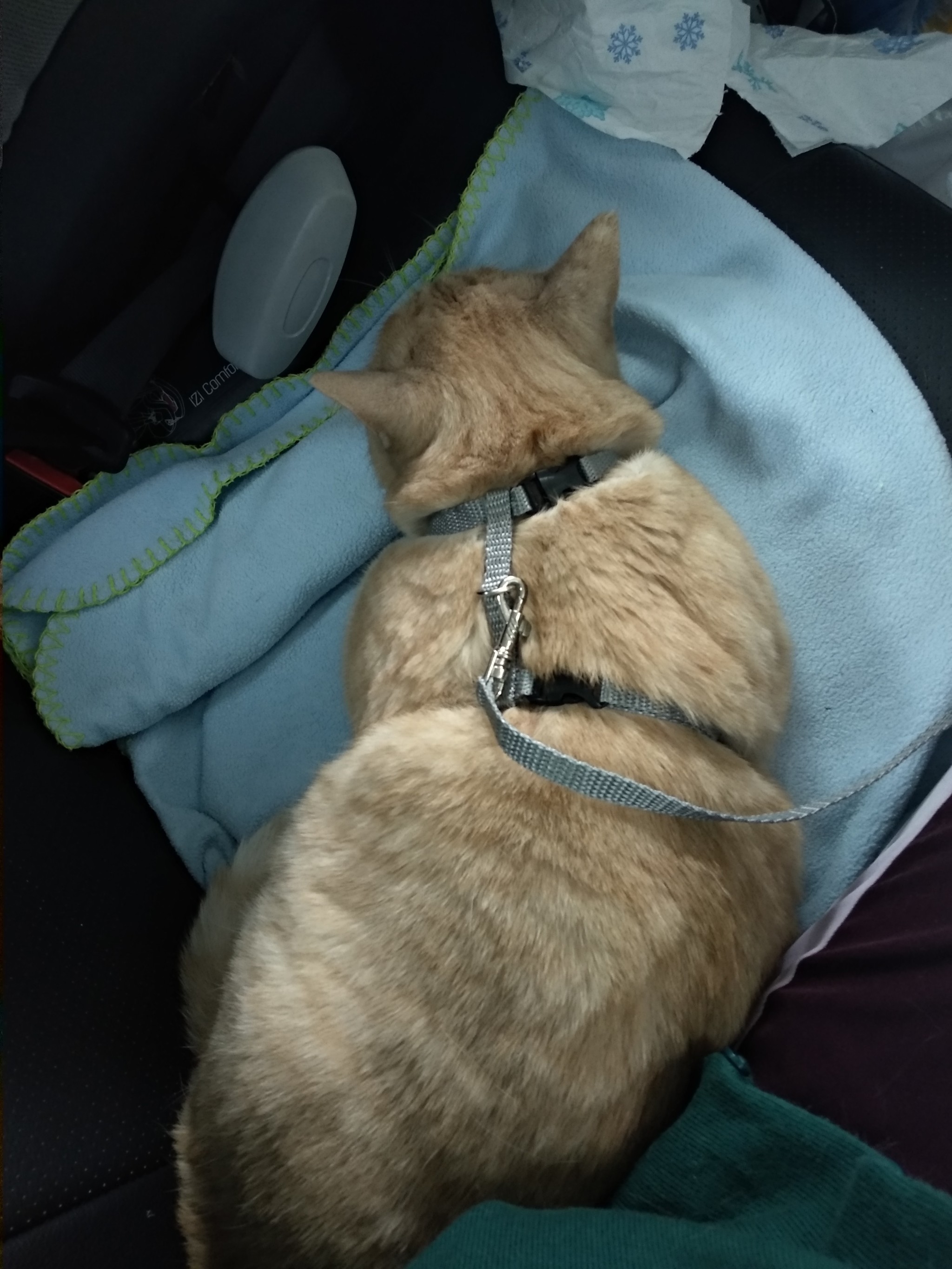 On vacation by car with a cat. - My, cat, Travelling with animals, Vacation, Longpost, Travels