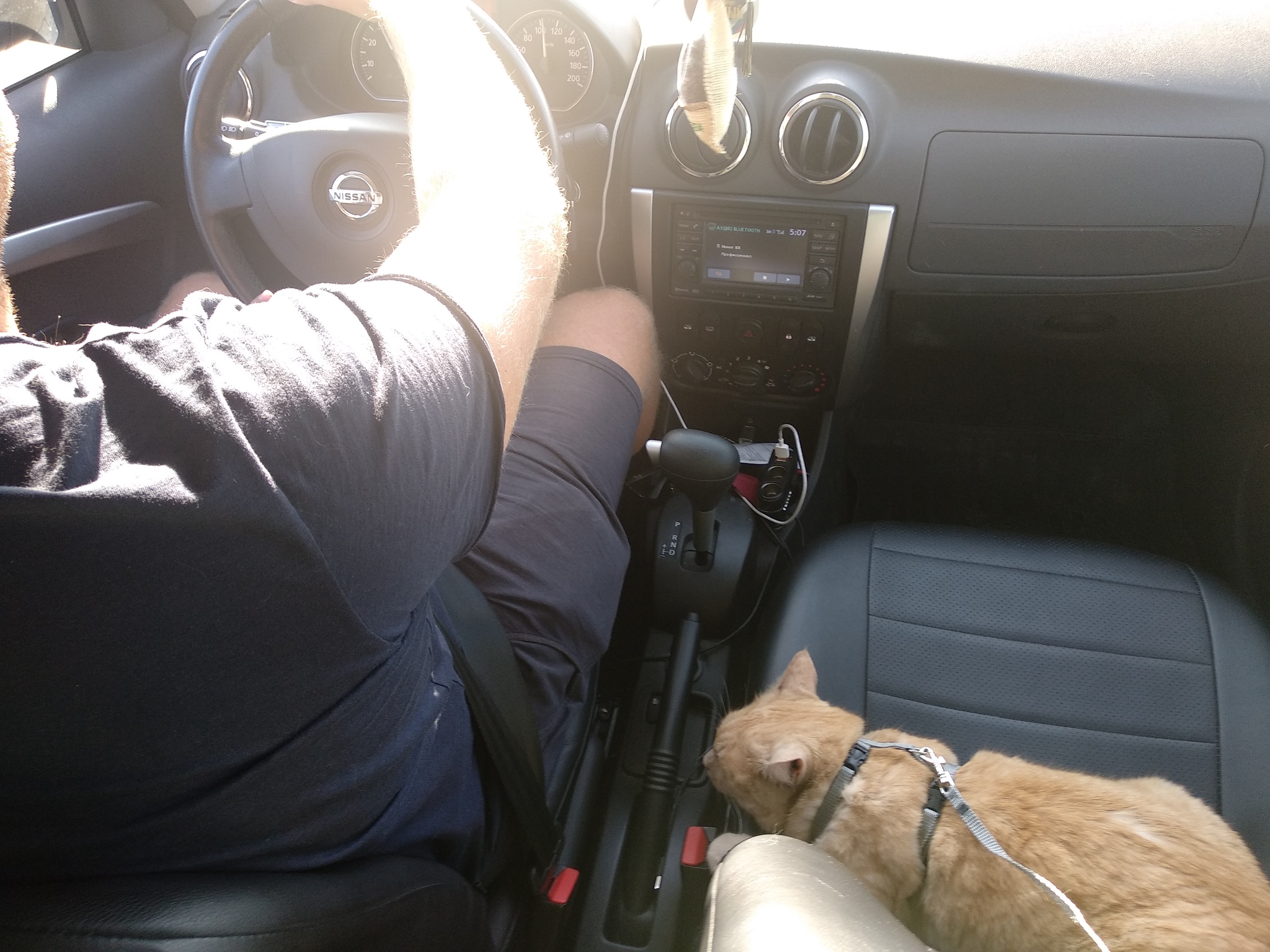 On vacation by car with a cat. - My, cat, Travelling with animals, Vacation, Longpost, Travels