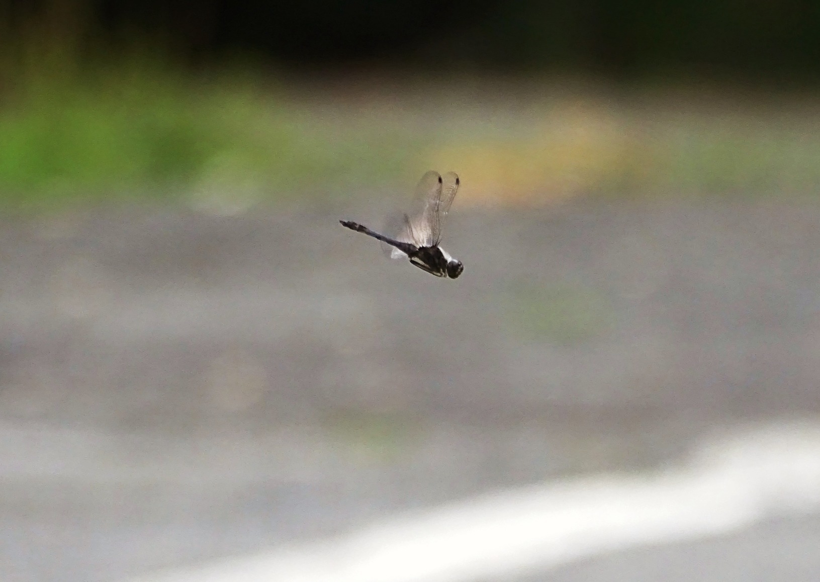 Flew - My, The photo, Insects, Dragonfly, Flight