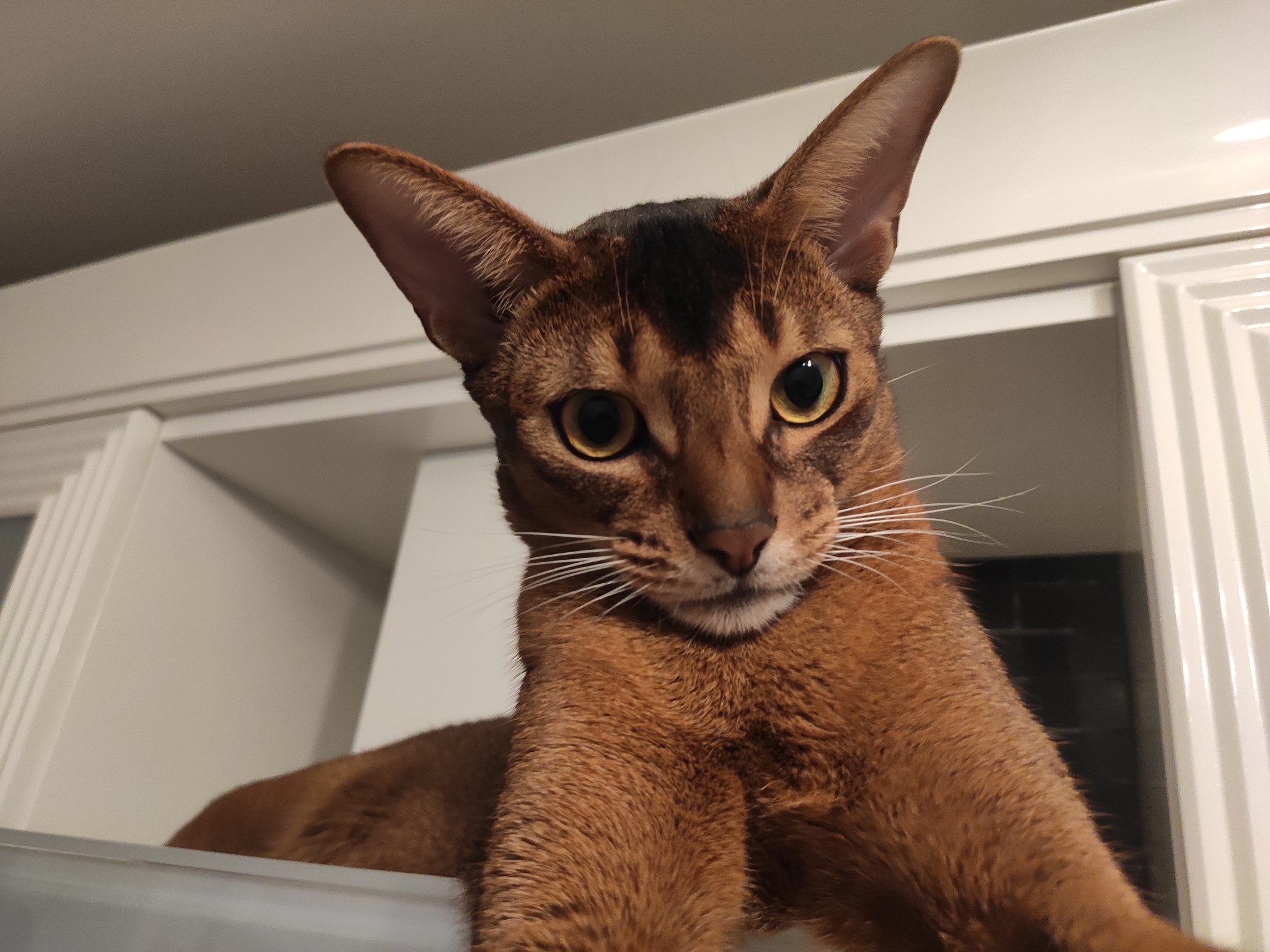 Selficot - My, cat, Kotoselfi, Kotopes, Longpost, Abyssinian cat, Pets