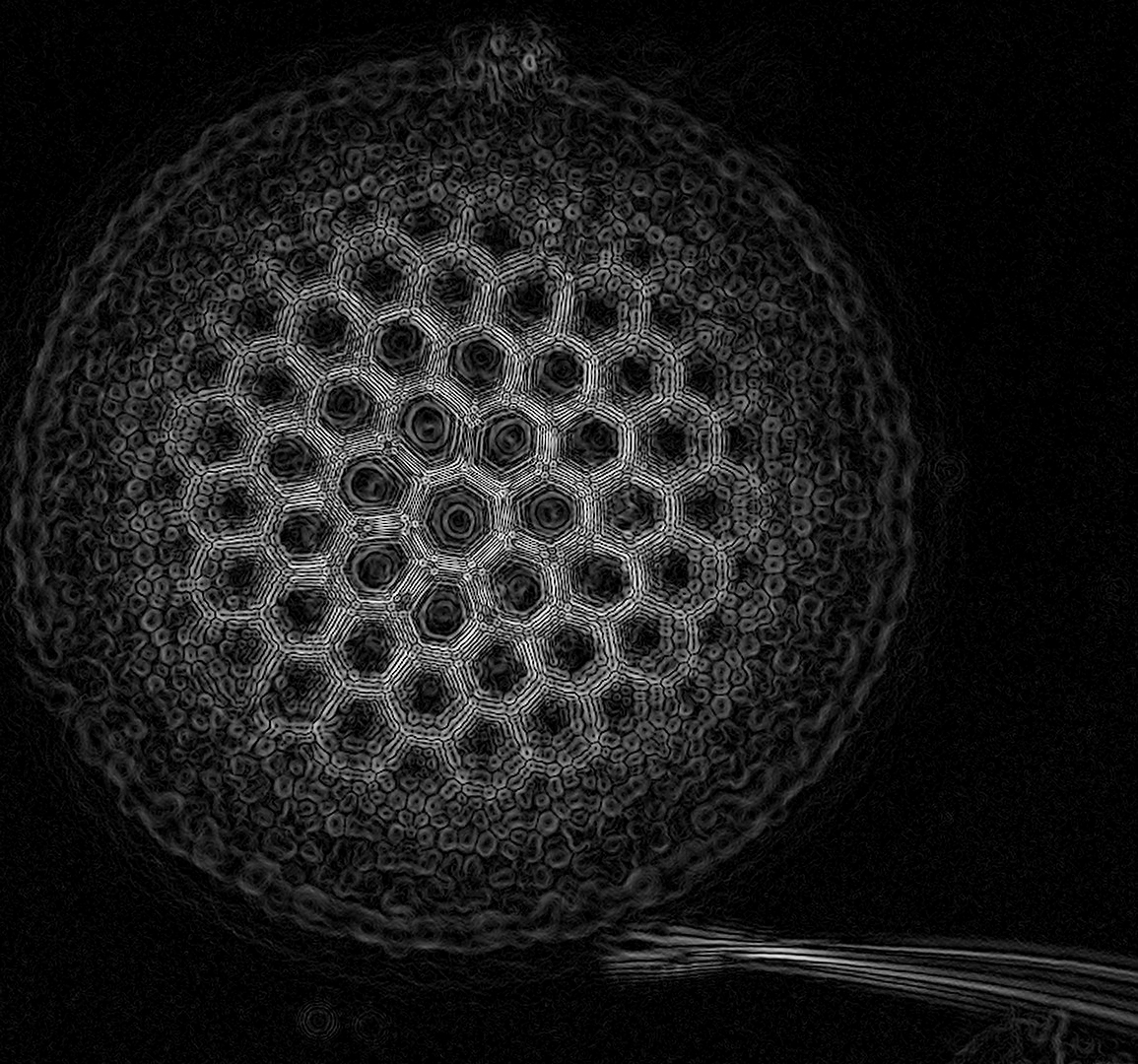 Гиперсфера - Моё, Микросъёмка, Диатомовые водоросли, Симметрия, Красота