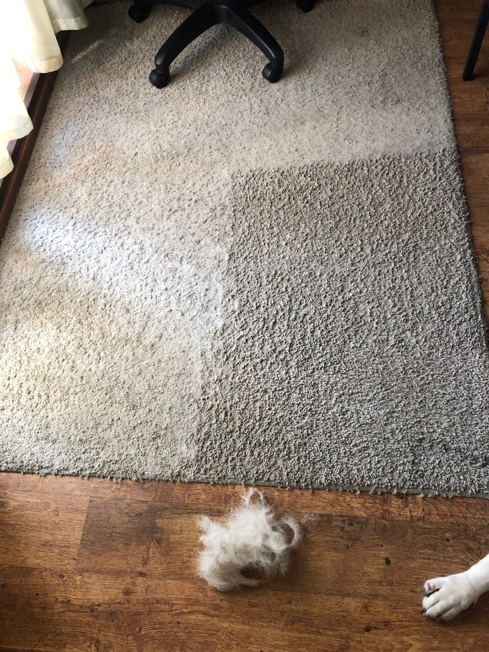 Cleaned off what the vacuum cleaner refused. Don't get dogs. - My, Pets, Hatred, Longpost