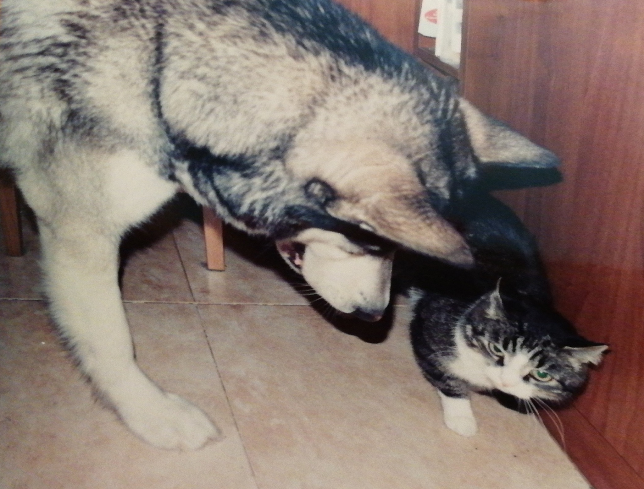 Gray - My, Dog, Alaskan Malamute, Friend, Brother, Pet, Longpost, cat, Pets