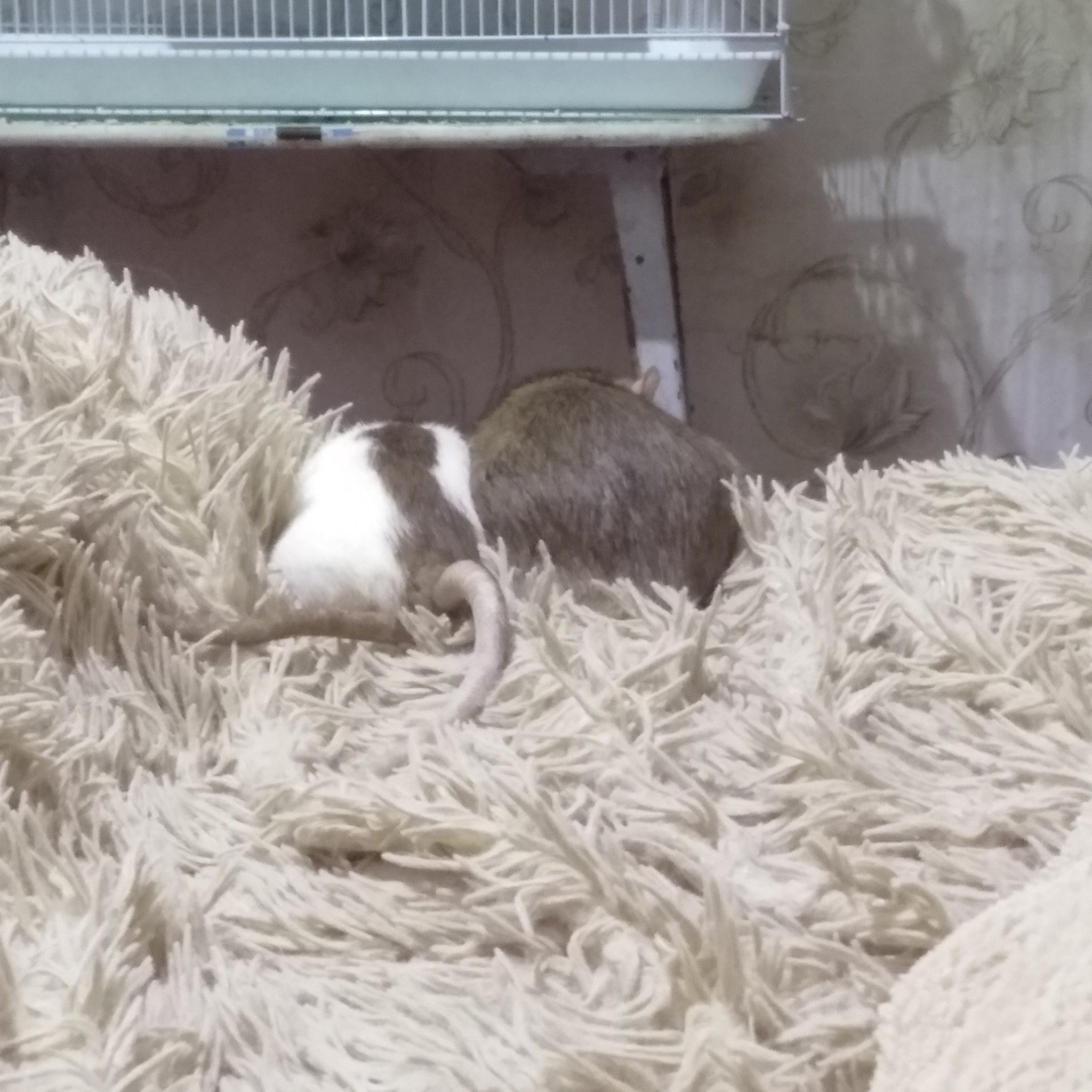 An evening with rats - My, Decorative rats, Rat, Pets, Milota, Video, Longpost