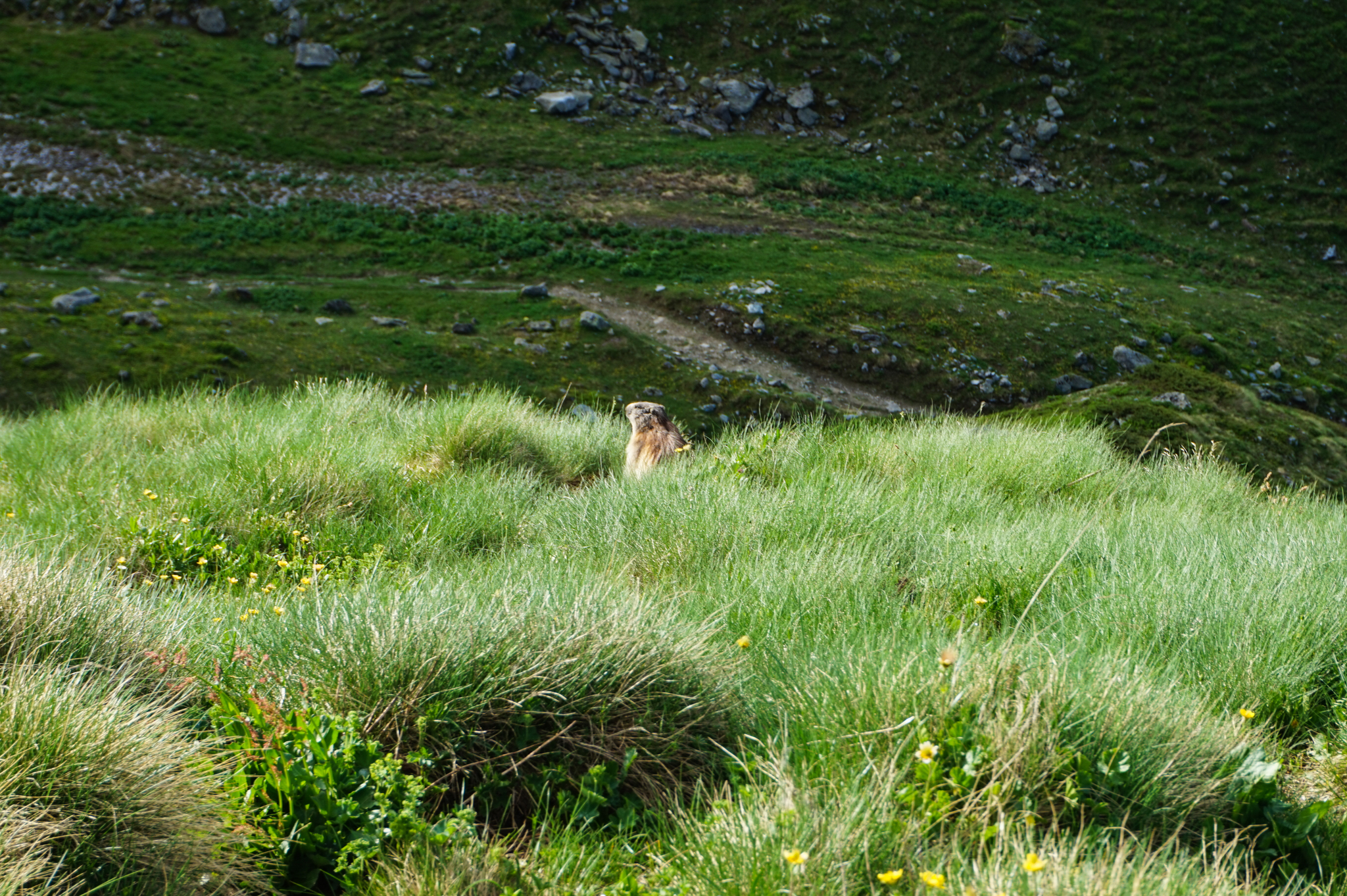 Hike the Haute Route or from Mont Blanc to the Matterhorn. - My, Hike, Tourism, Switzerland, The mountains, Longpost