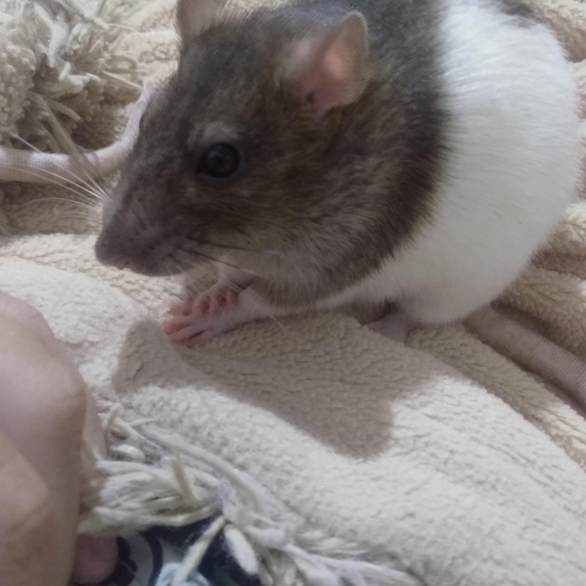 An evening with rats - My, Decorative rats, Rat, Pets, Milota, Video, Longpost