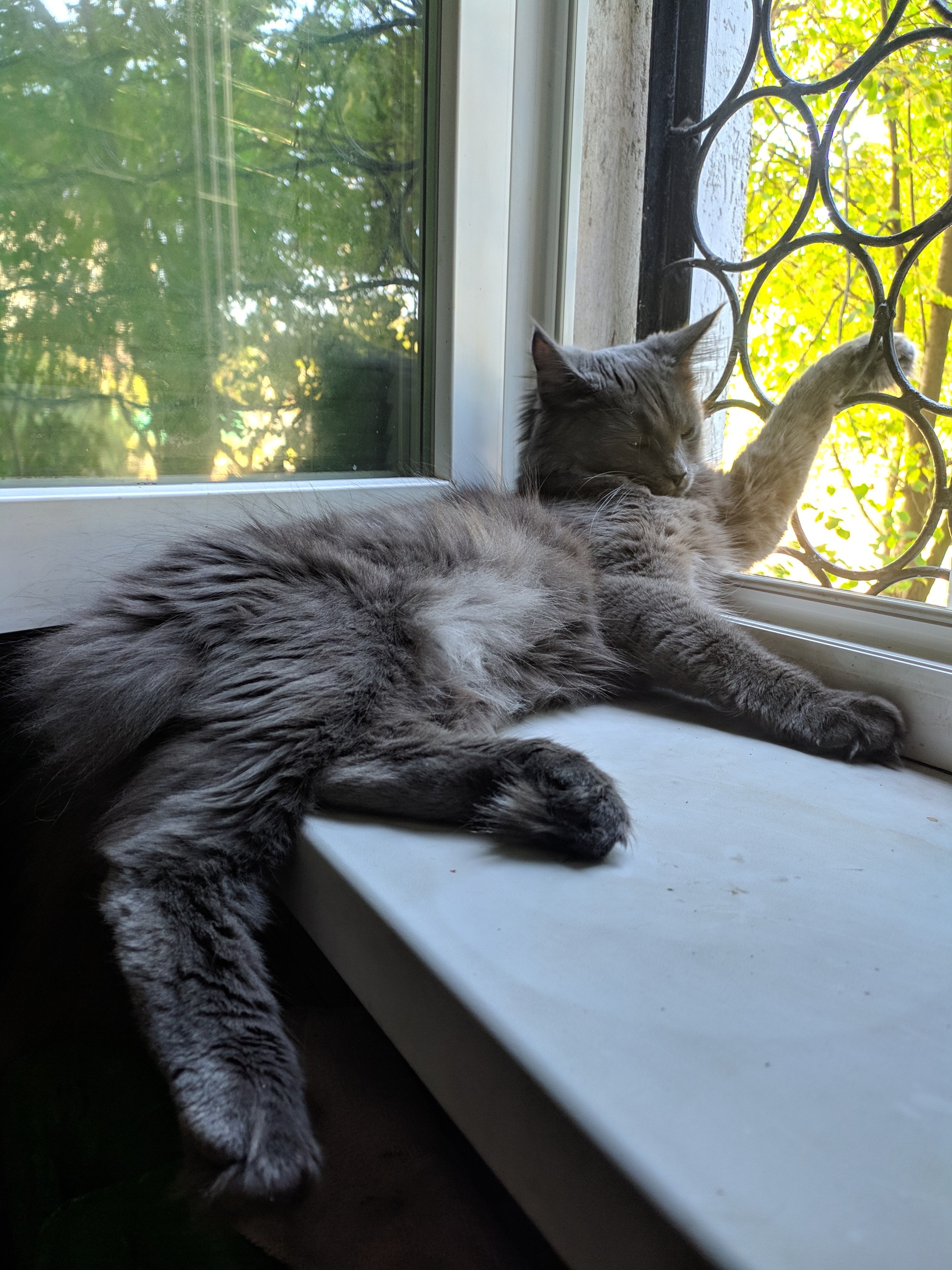 I'm back! - My, cat, Maine Coon, , Longpost, The photo, Good boy