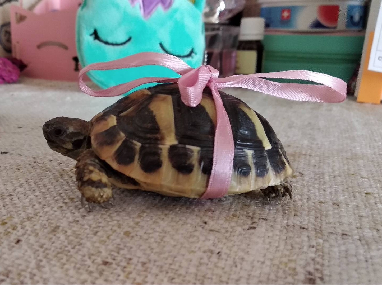 My chopper) - My, Turtle, Habits, Terrariumistics, Toddlers, Pet, Video, Longpost, Children, Pets