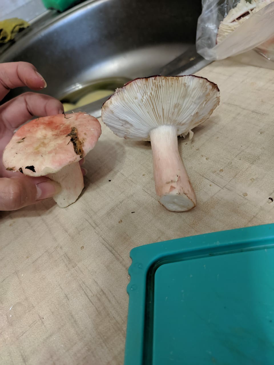 Need a hint!!! - My, Mushrooms, Advice, Longpost