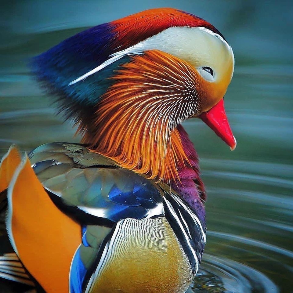 Птица Мандаринка выглядит как знатная кокетка! | Пикабу