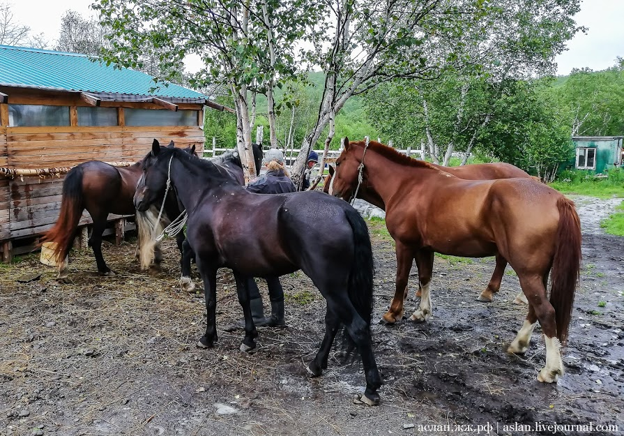 How to develop the Far Eastern hectare. - My, Far Eastern hectare, Kamchatka, Longpost