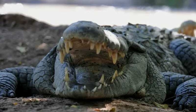 10 Strange Facts About Crocodiles - My, Crocodile, Reptiles, Interesting, Informative, Animals, Facts, Longpost, Crocodiles