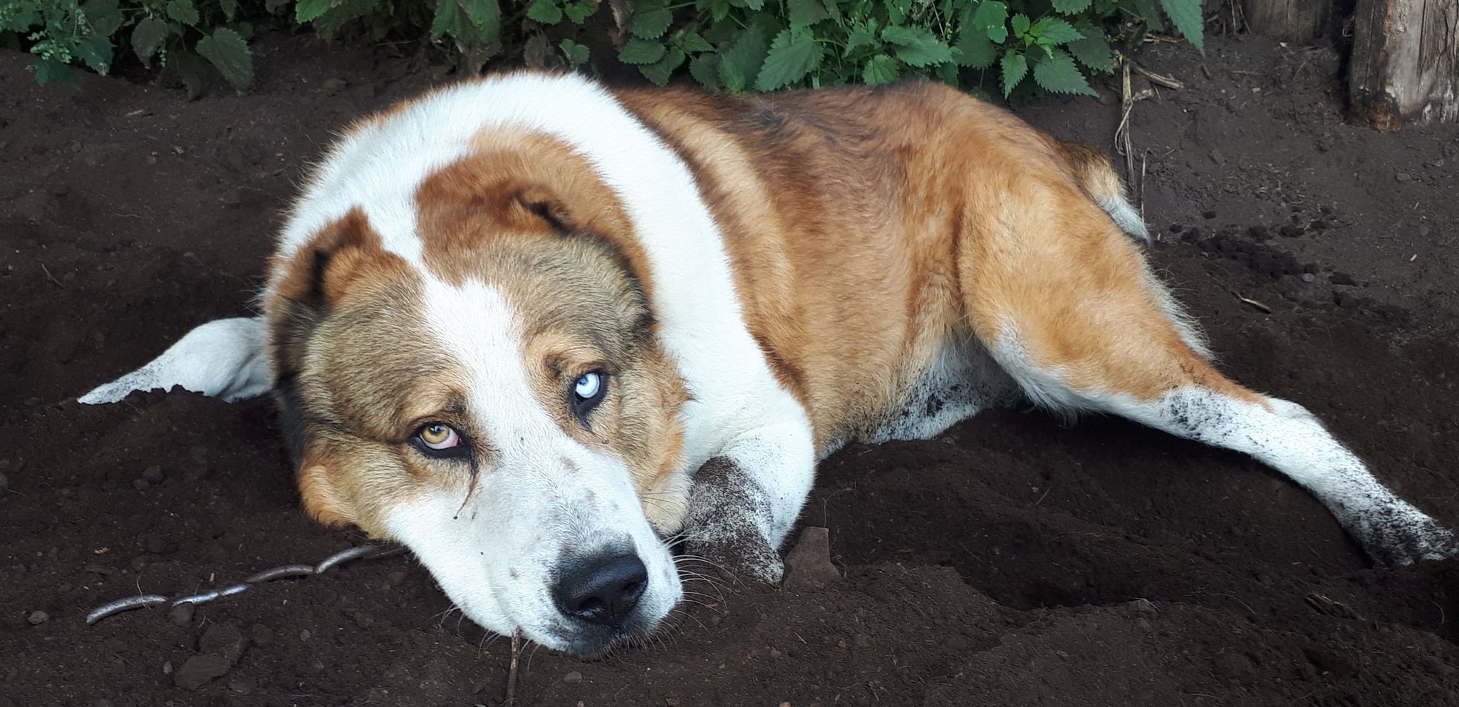 Alabai - My, Alabai, Dog, Eyes, Heterochromia