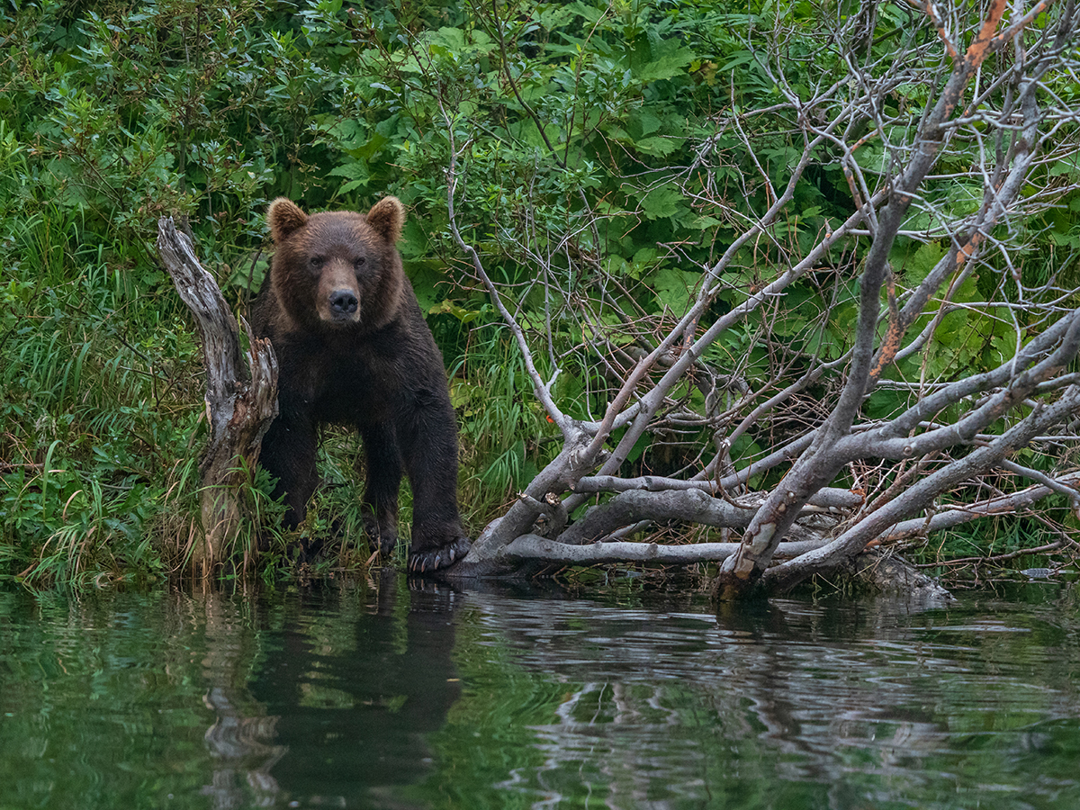 This is a strange place Kamchatka (c) - Kamchatka, , The Bears, Sea lions, Longpost, Koryaksky Volcano, Avachinsky volcano, Kozelsky Volcano, Vilyuchinsky volcano