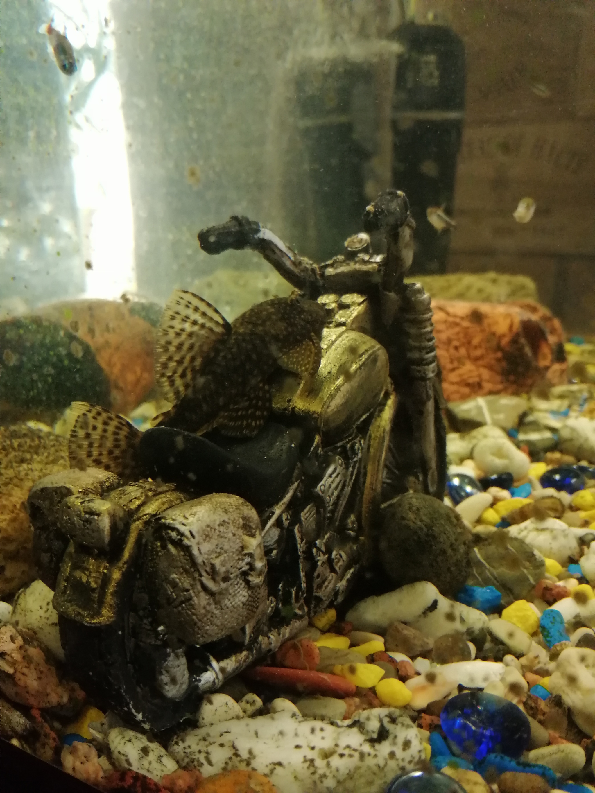 Catfish - biker - My, Aquarium, Catfish, Motorcyclist, Longpost, Motorcyclists