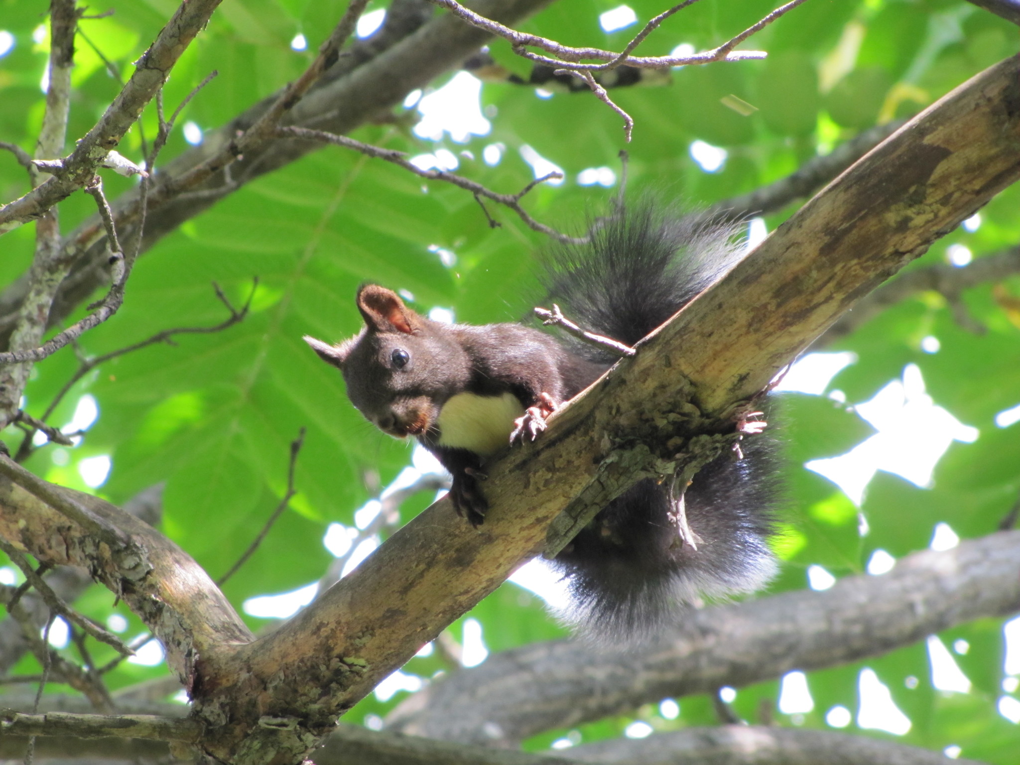 black squirrels - My, Squirrel, The photo, Amur region, Liberty, Longpost