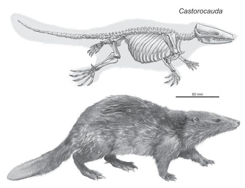 Giants of the Mesozoic: the largest mammals of the time of the dinosaurs. - Paleontology, Mammals, Mesozoic, Fossils, Longpost