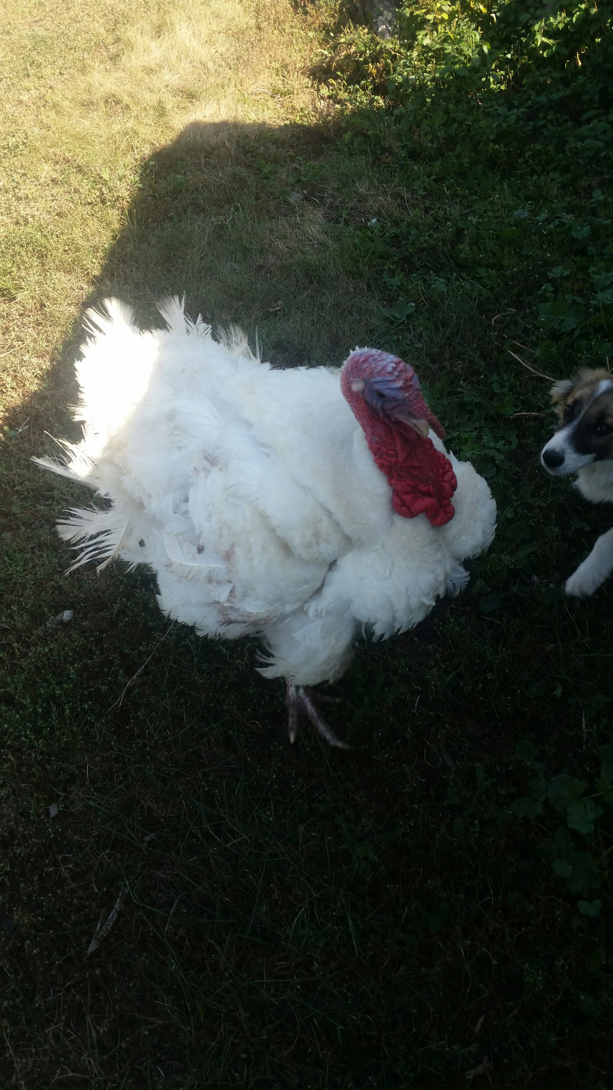 Turkey named Fedya). - My, Turkey, Grandfather, Village, Video, Longpost