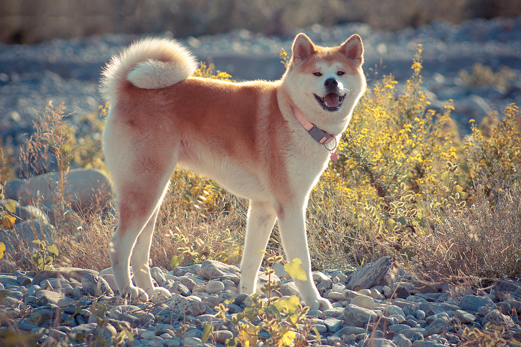 Akita Inu (Japanese) - Dog, Breed, Dog breeds, The photo, Dog lovers, Longpost, Akita inu