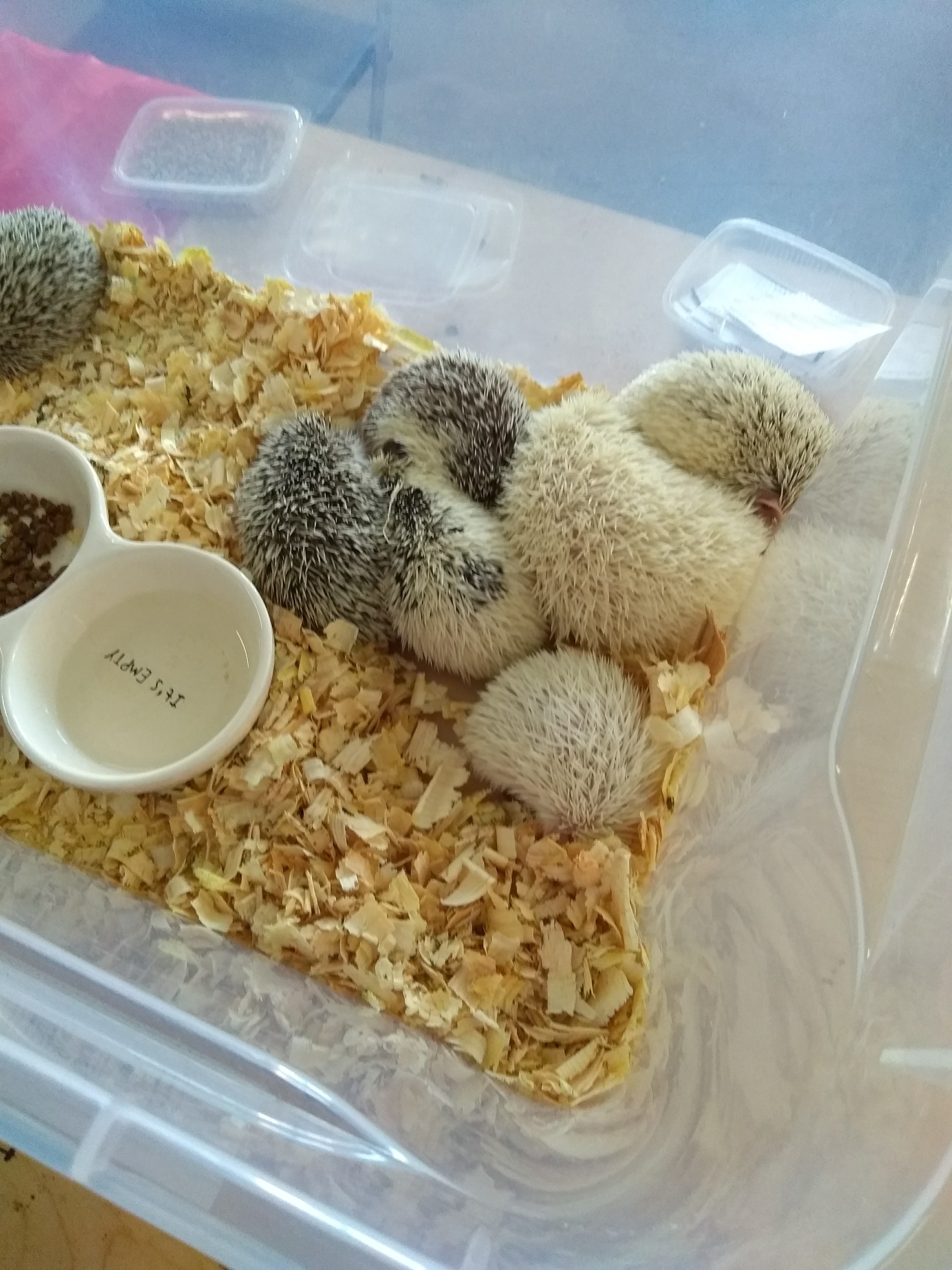 We visited the festival of hedgehogs in St. Petersburg - My, Loft Project Floors, African pygmy hedgehog, Longpost