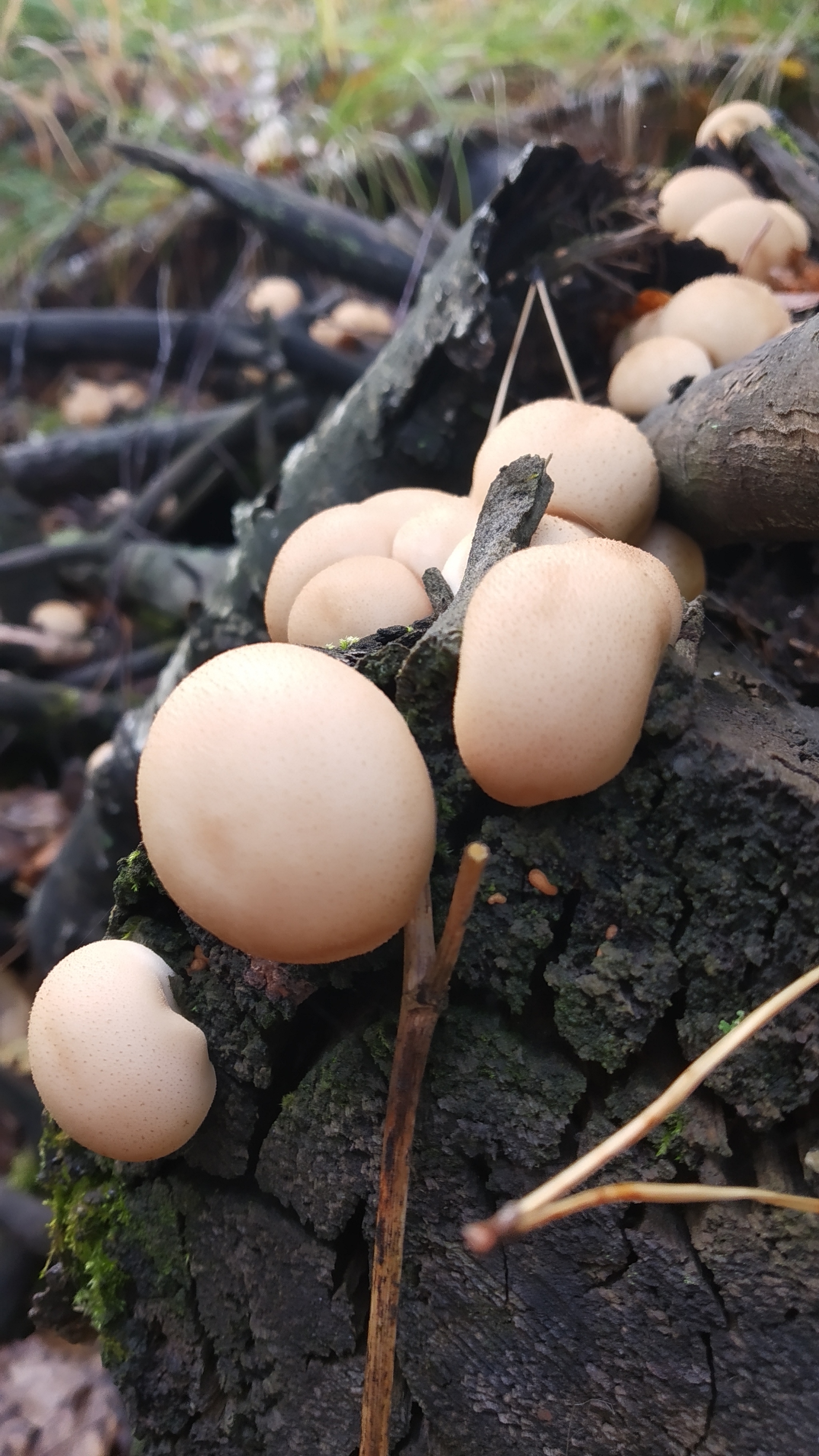 Again honey mushrooms - My, Mushrooms, Honey mushrooms, , Video, Longpost