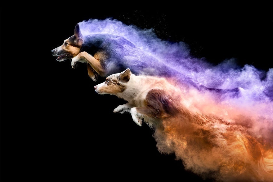 Photo session with colored powder - Dog, The photo, Paints, beauty, Longpost