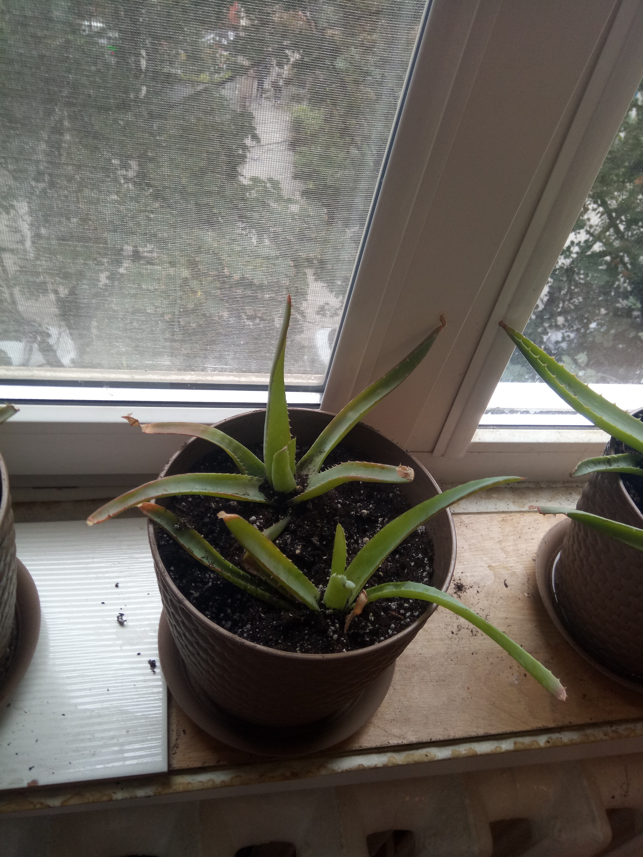 Aloe transplant - My, Aloe, Landing, Houseplants, Longpost