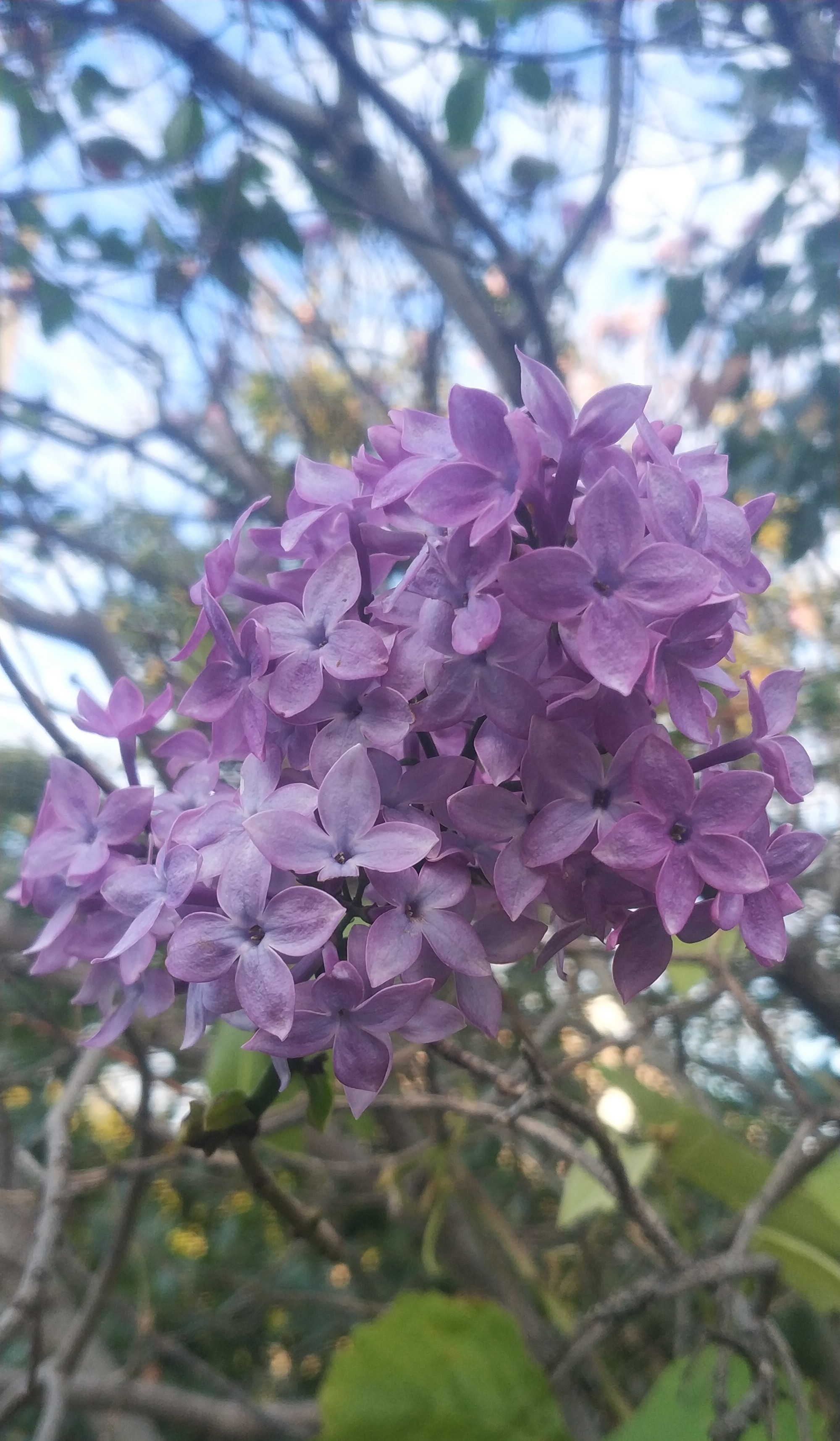 And we have spring - My, Lilac, Rare, , , Spring, Longpost, Autumn