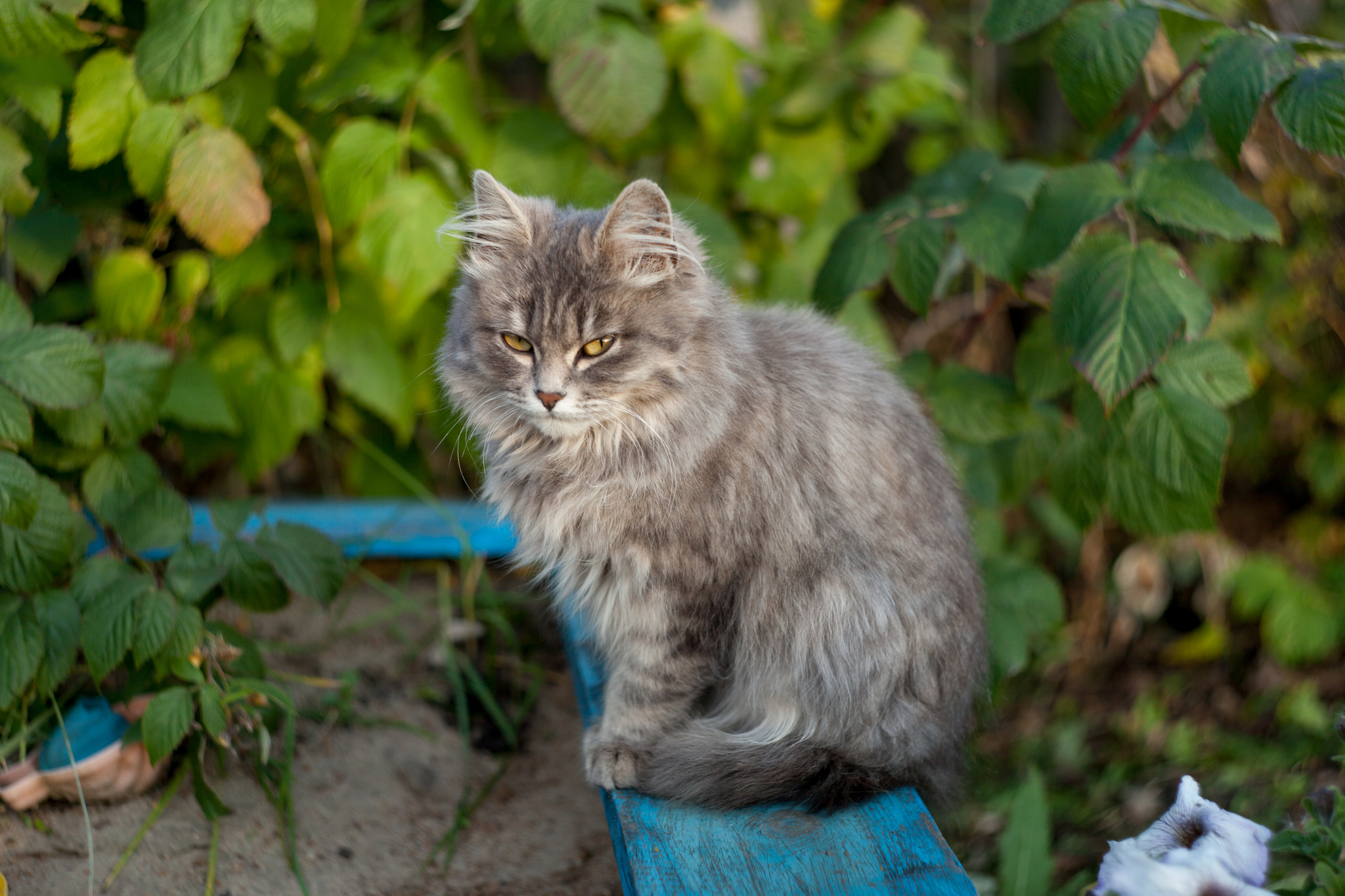 Sad autumn cat - My, cat, Catomafia, Longpost