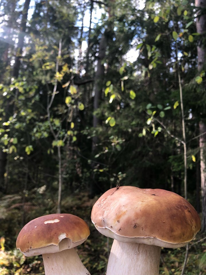 In the forest near the Gulf of Finland - My, Akita inu, Porcini, Estonia, Longpost