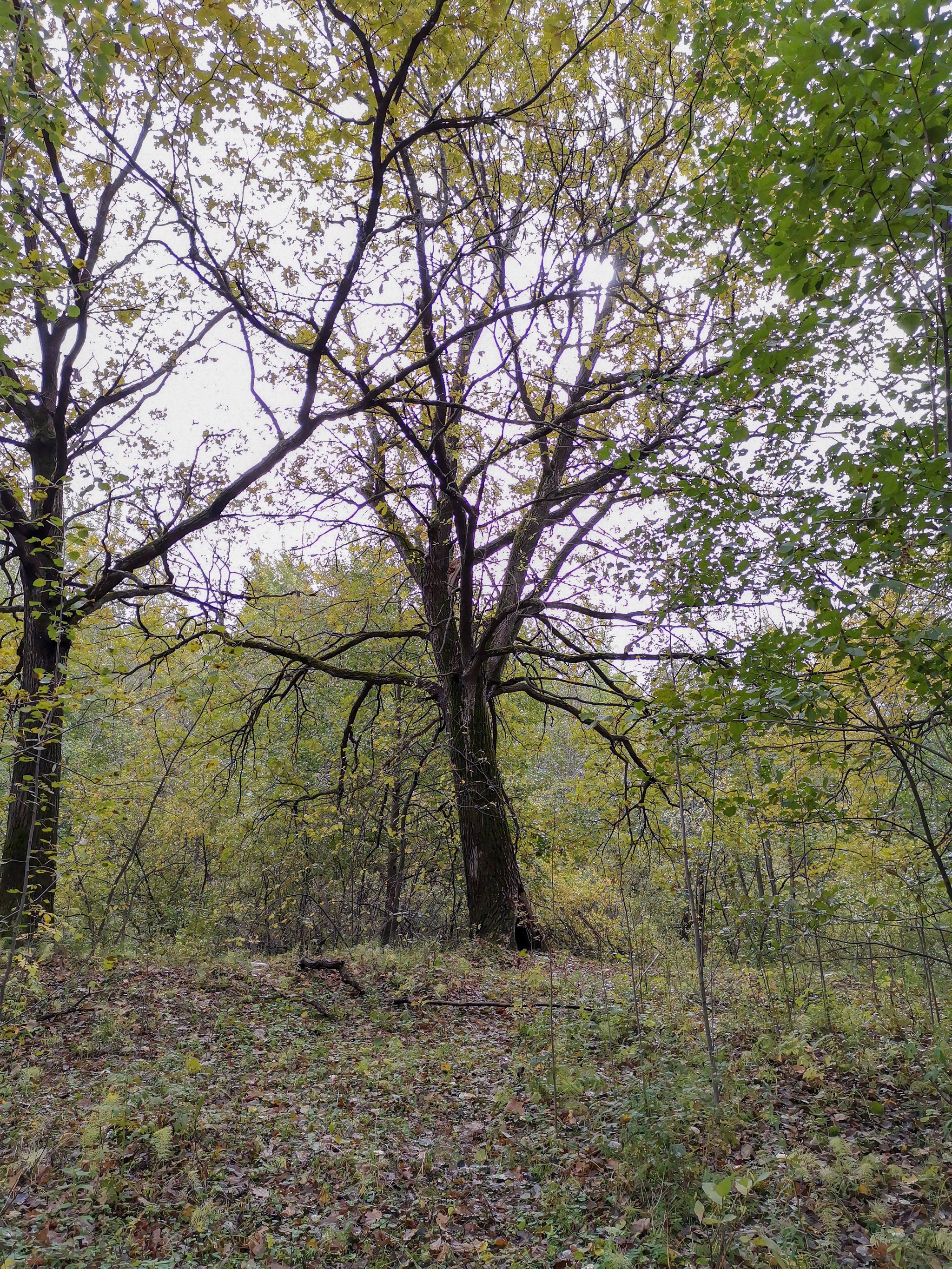 Autumn rainy - My, Mobile photography, Nature, Autumn, Mushrooms, Rain, Video, Longpost