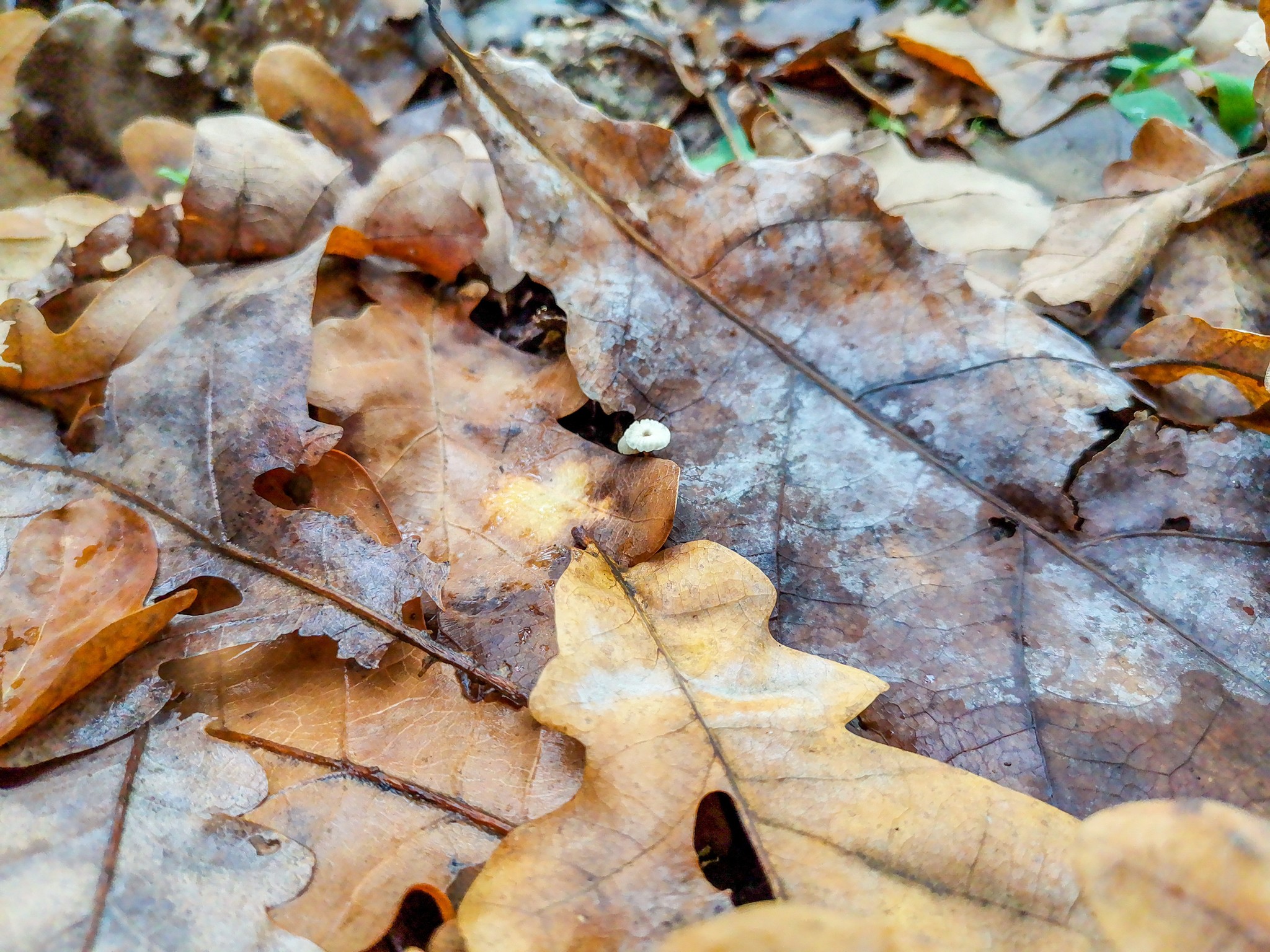 Autumn rainy - My, Mobile photography, Nature, Autumn, Mushrooms, Rain, Video, Longpost